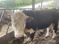 Hereford Bull for sale